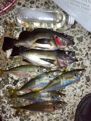 クロメバルの釣果