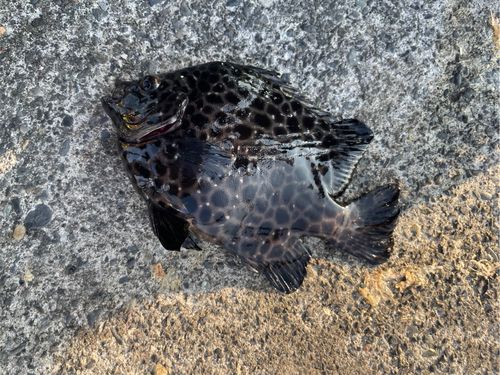 アカマツカサの釣果