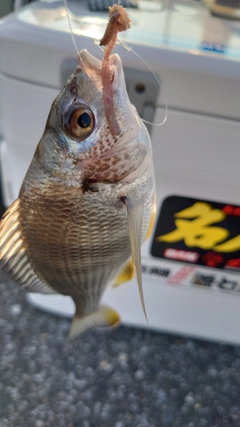 キビレの釣果