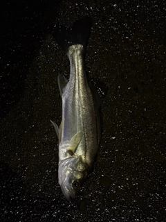 セイゴ（マルスズキ）の釣果