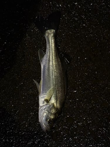 セイゴ（マルスズキ）の釣果