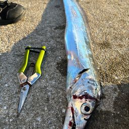 タチウオ