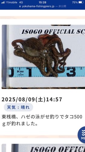 タコの釣果