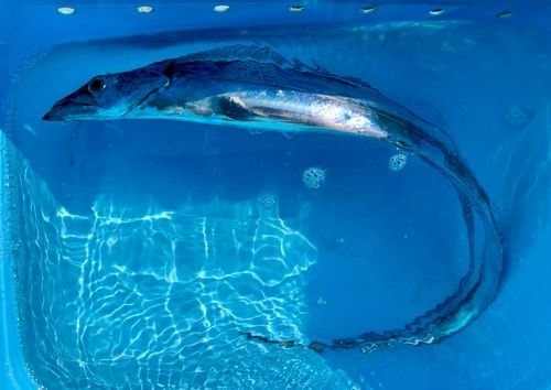 タチウオの釣果