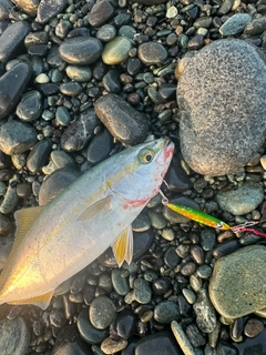 ワカシの釣果