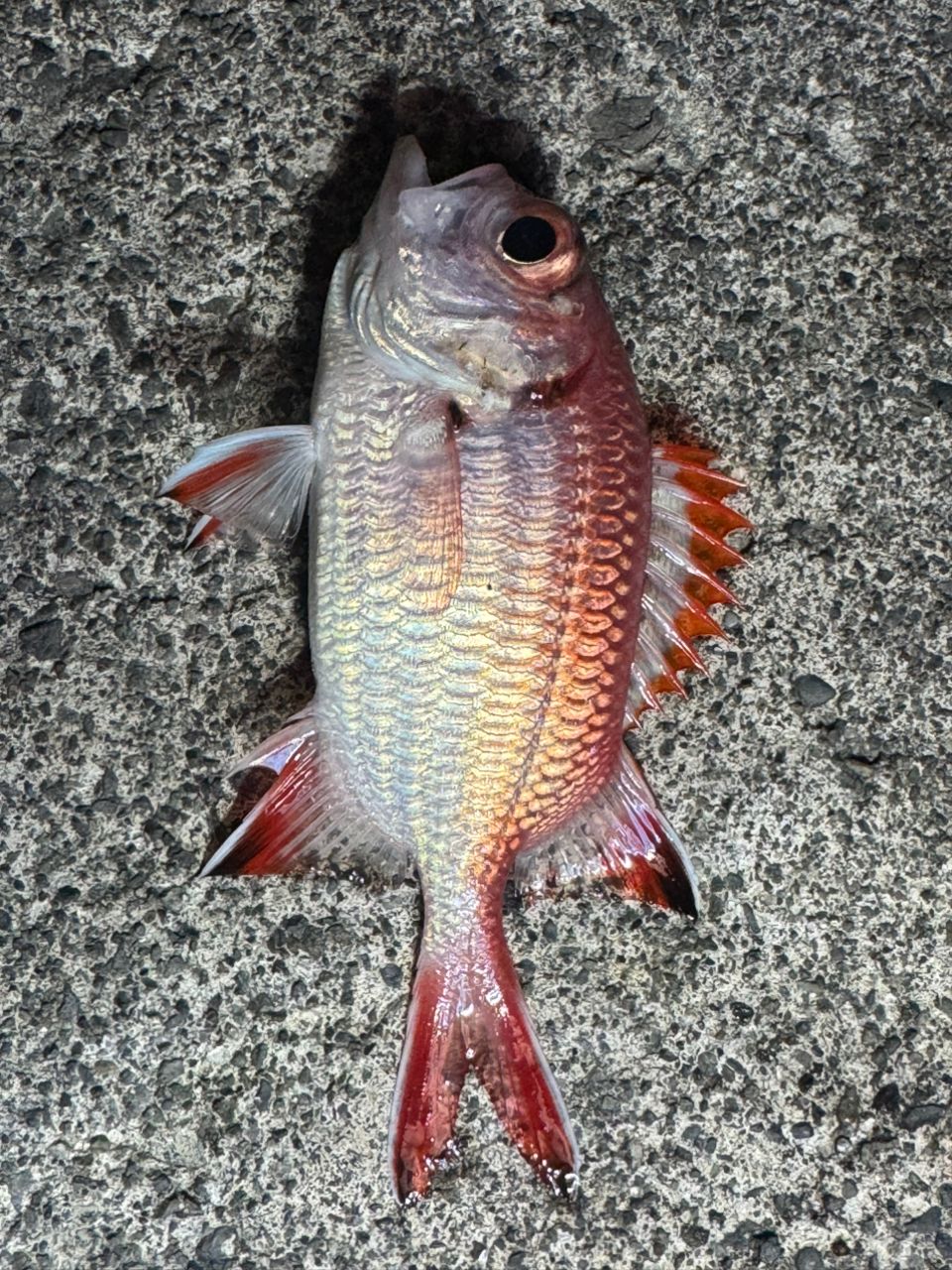 アカマツカサ