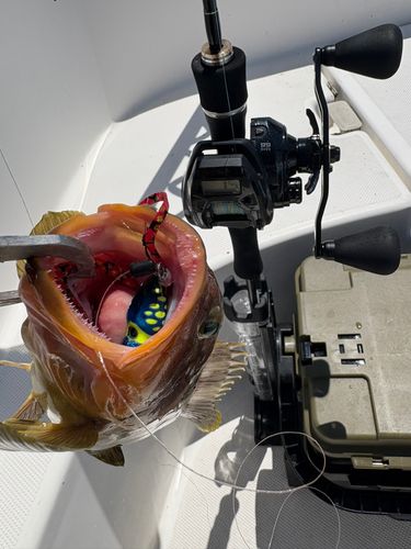 アオハタの釣果