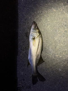 セイゴ（マルスズキ）の釣果