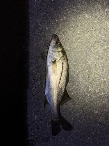 セイゴ（マルスズキ）の釣果