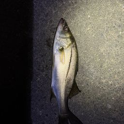 セイゴ（マルスズキ）