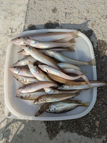 キスの釣果