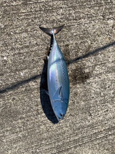 ヒラソウダの釣果