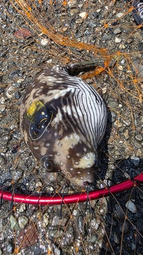 サザナミフグの釣果