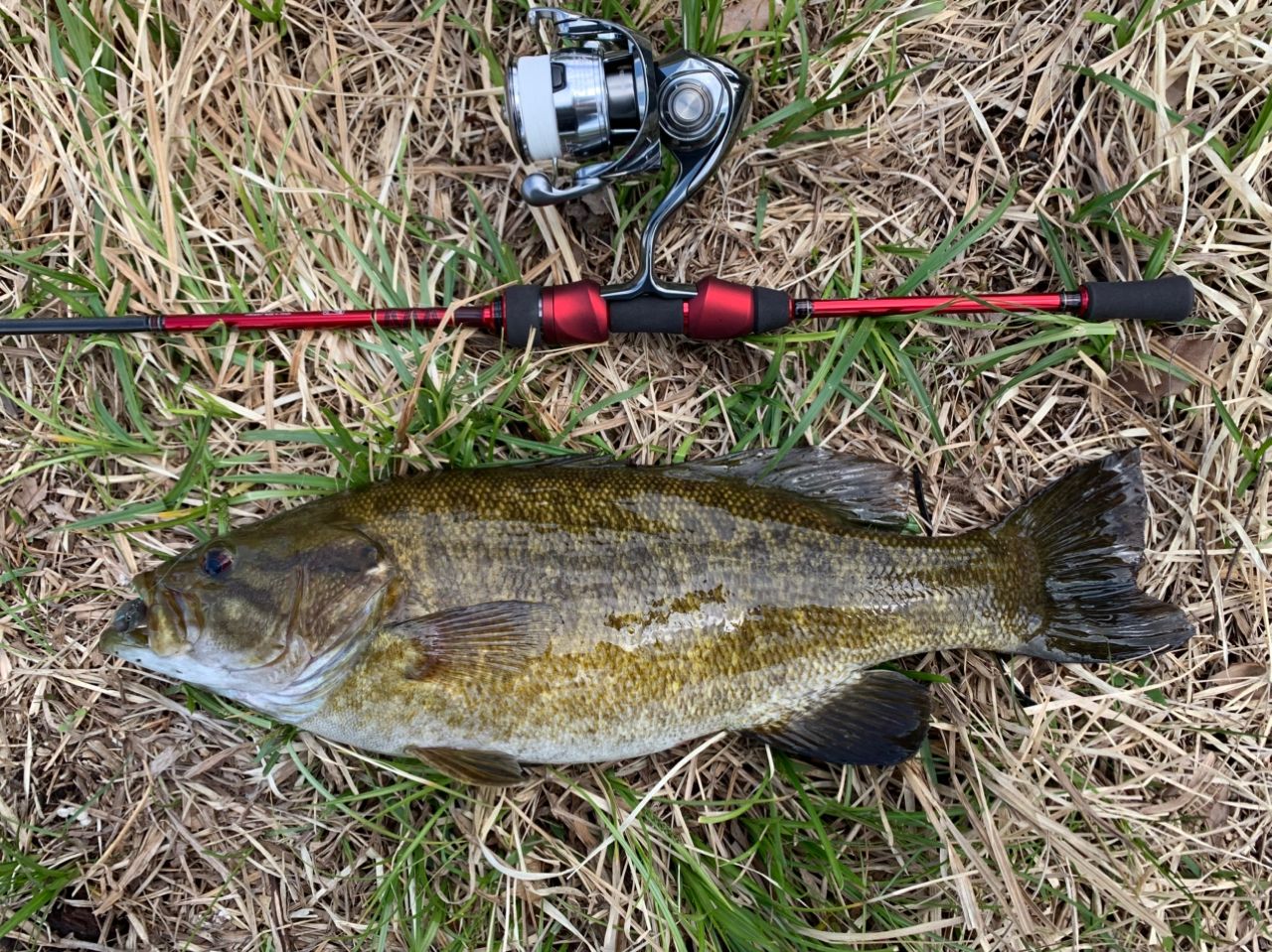 スモールマウスバス