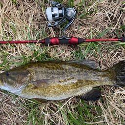 スモールマウスバス