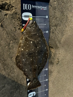 ヒラメの釣果