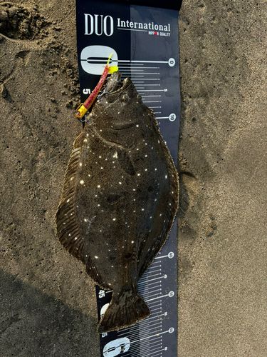 ヒラメの釣果