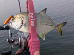マアジの釣果