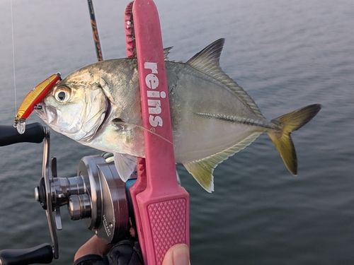 マアジの釣果