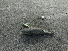 フグの釣果