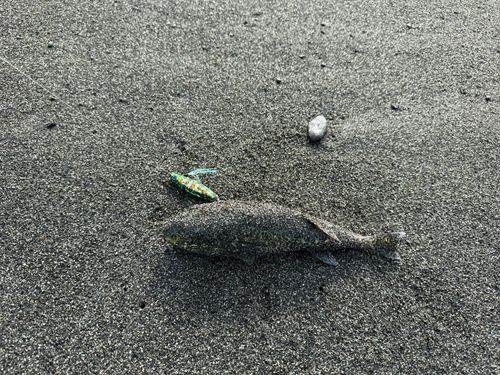 フグの釣果