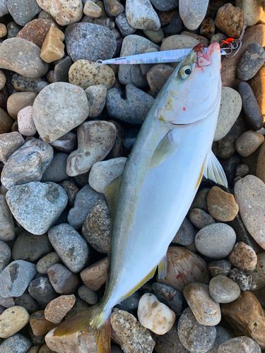 ツバスの釣果
