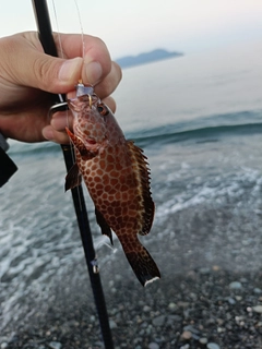 オオモンハタの釣果