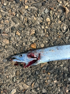 タチウオの釣果