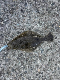 ソゲの釣果