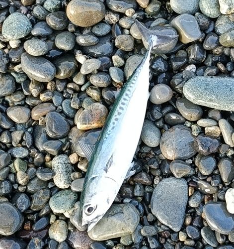 釣果