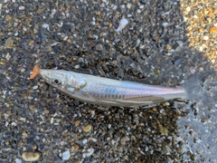 シロギスの釣果