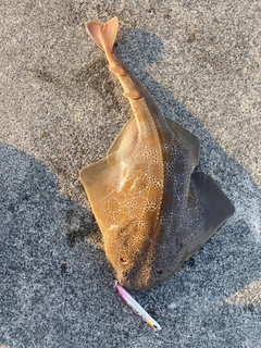 カスザメの釣果