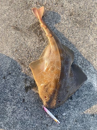 カスザメの釣果