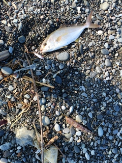 ショゴの釣果
