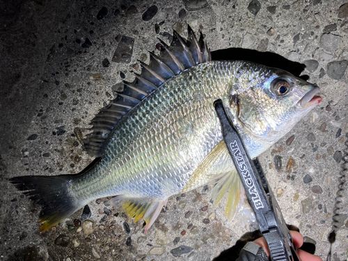 キビレの釣果