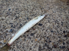 カマスの釣果