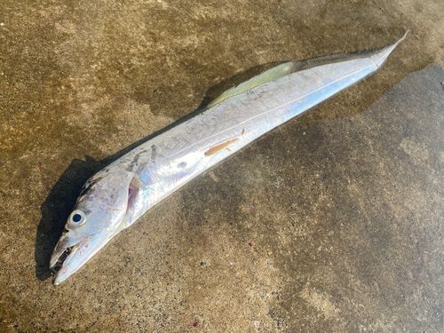 テンジクタチの釣果