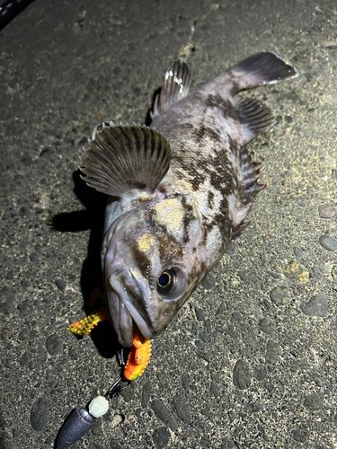 クロソイの釣果