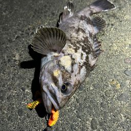 クロソイ
