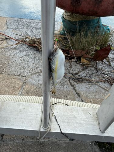 フグの釣果