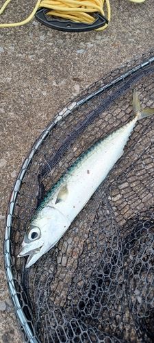 サバの釣果