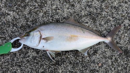ネリゴの釣果