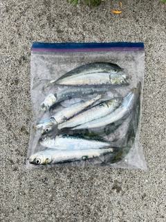 マイワシの釣果