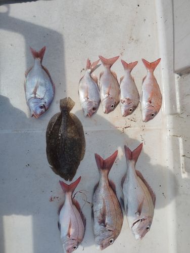 マダイの釣果