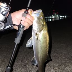 セイゴ（タイリクスズキ）