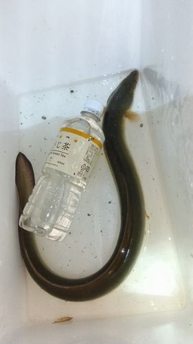 ウナギの釣果
