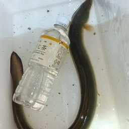 ウナギ