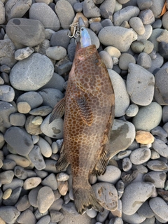 オオモンハタの釣果
