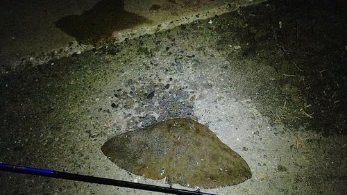 ツバクロエイの釣果