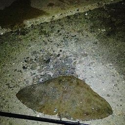ツバクロエイ